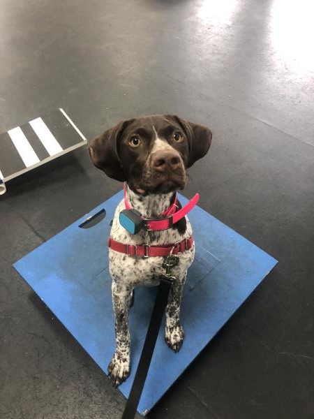 /images/uploads/southeast german shorthaired pointer rescue/segspcalendarcontest2019/entries/11735thumb.jpg